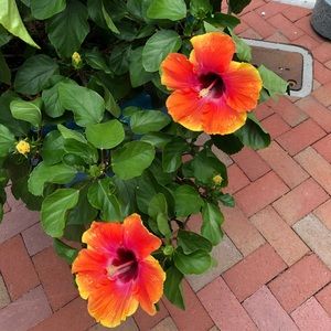 Meet your Posher, Lilly